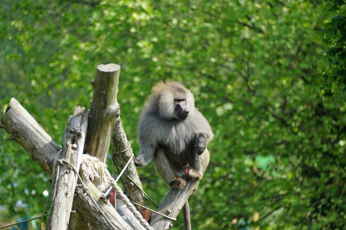 Pavian Kieran ist Teil einer Gruppe von infizierten Haustieren aus Norddeutschland.