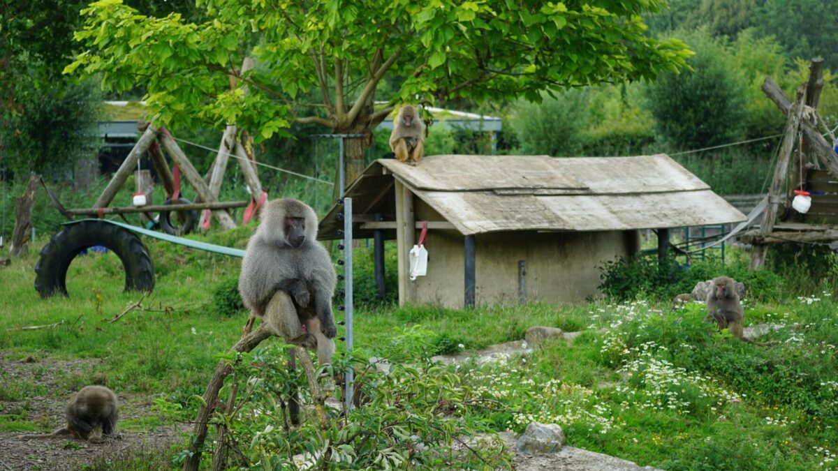 Pavian Kieran und seine Gruppe wurden als Haustiere gehalten. Sie sind mit Zoonosen infiziert. Bei AAP können sie sich erholen. Hier sieht man Kieran auf seinem Lieblingsplatz.