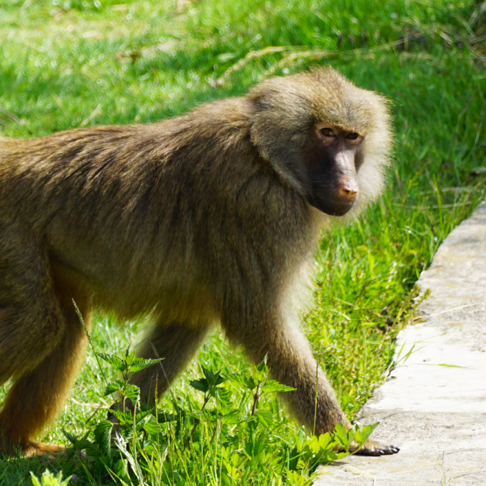 Hier sieht man Pavian Kieran kurz nachdem er bei AAP angekommen ist.