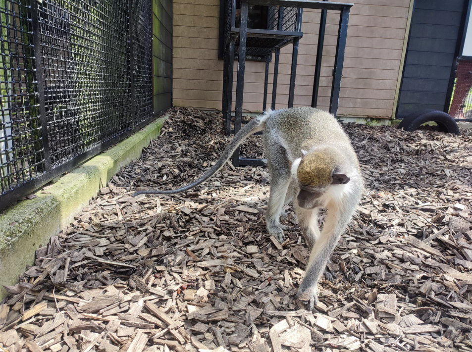 Bei AAP hatte SIr Minkey endlich mehr Platz, um sich zu bewegen und konnte endlich Artgenossen kennenlernen.