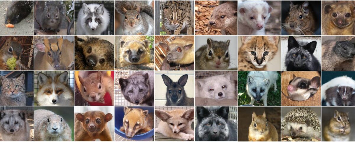 Am 1. Juli implementieren die Niederlande die Positivliste für Hobby- und Haustiere.