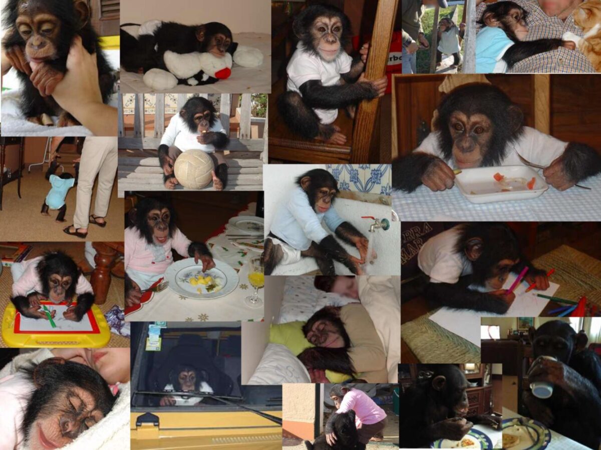 Eine Collage von Schimpanse Marrias Leben als Haustier. Ähnliche Bilder sieht man auch in Chimp Crazy.