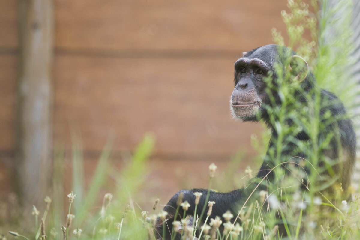 Schimpanse Marria im Außengehege bei AAP. Im Gegensatz zu den Tieren von Chimp Crazy ist sie endlich kein Haustier mehr.